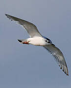 Mouette pygmée