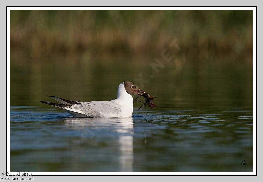 Mouette rieuse