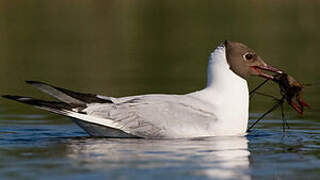 Mouette rieuse