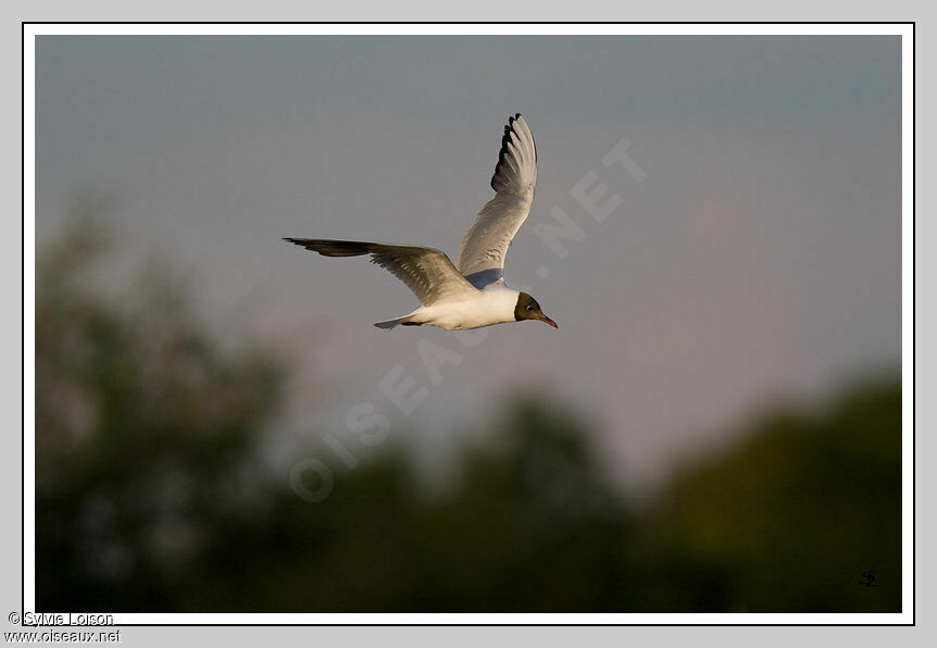 Mouette rieuse