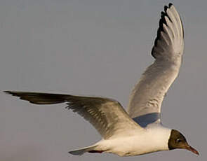 Mouette rieuse