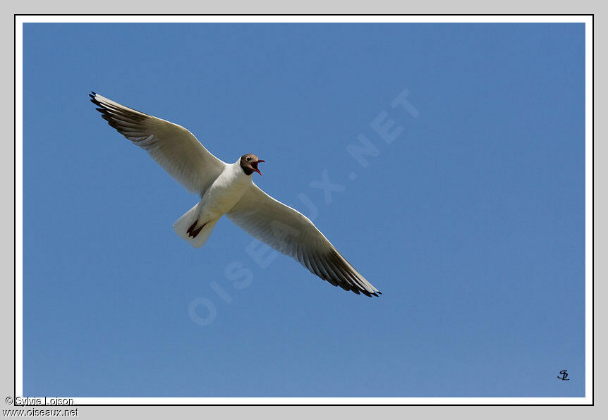 Mouette rieuse