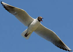 Black-headed Gull