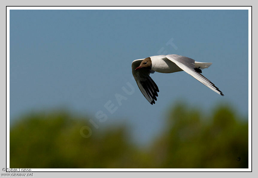 Mouette rieuse