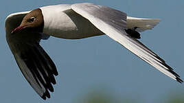 Mouette rieuse