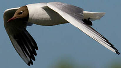 Mouette rieuse