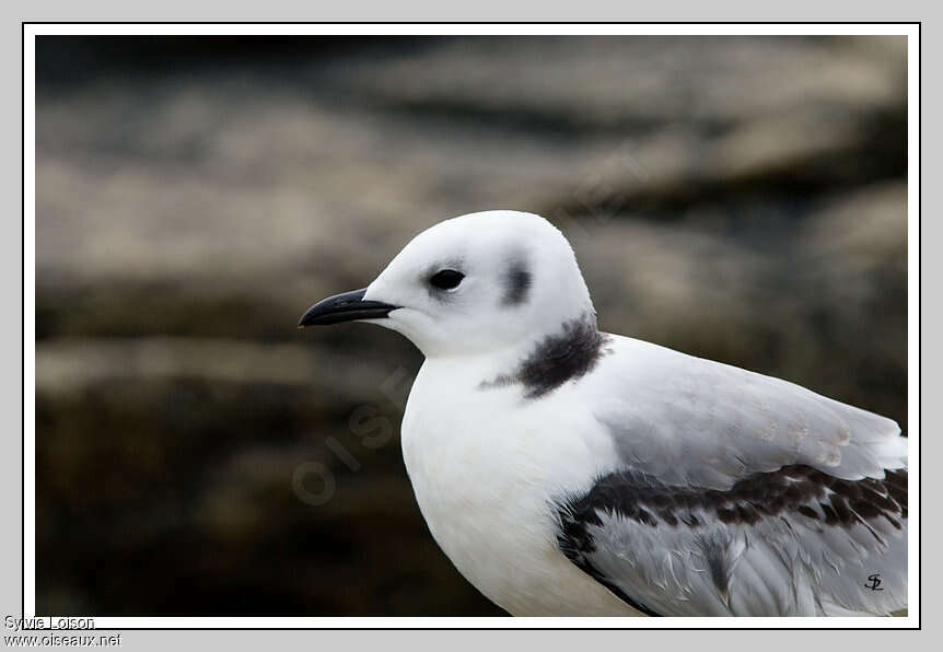 Black-legged Kittiwakejuvenile, close-up portrait