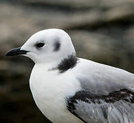 Black-legged Kittiwake