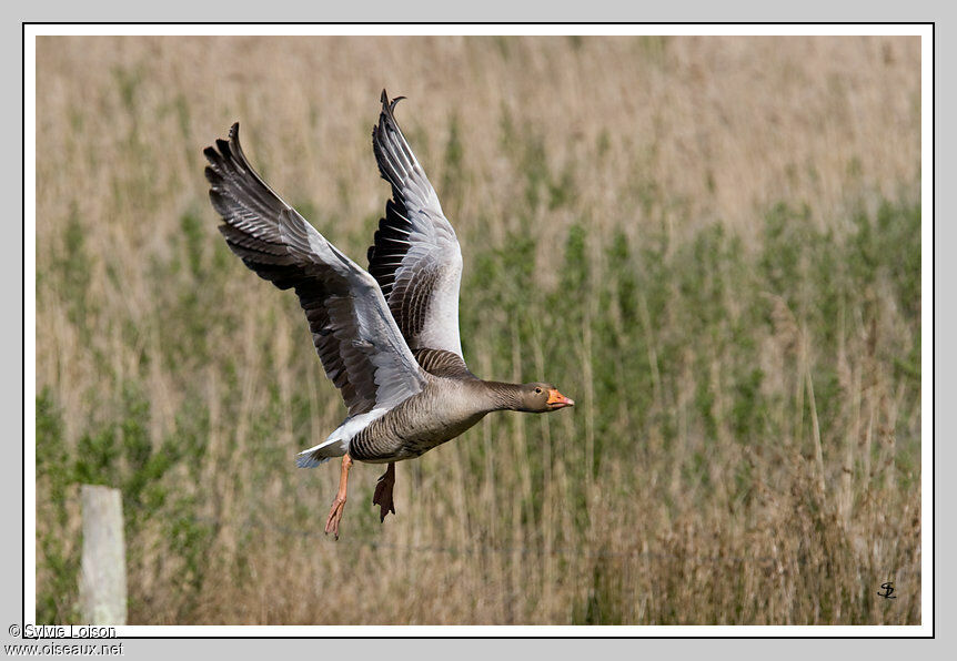 Greylag Goose