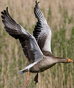 Greylag Goose