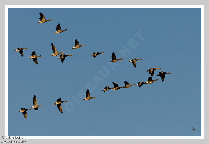 Greylag Goose