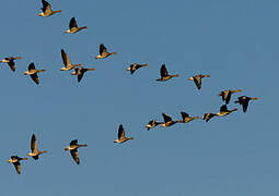 Greylag Goose