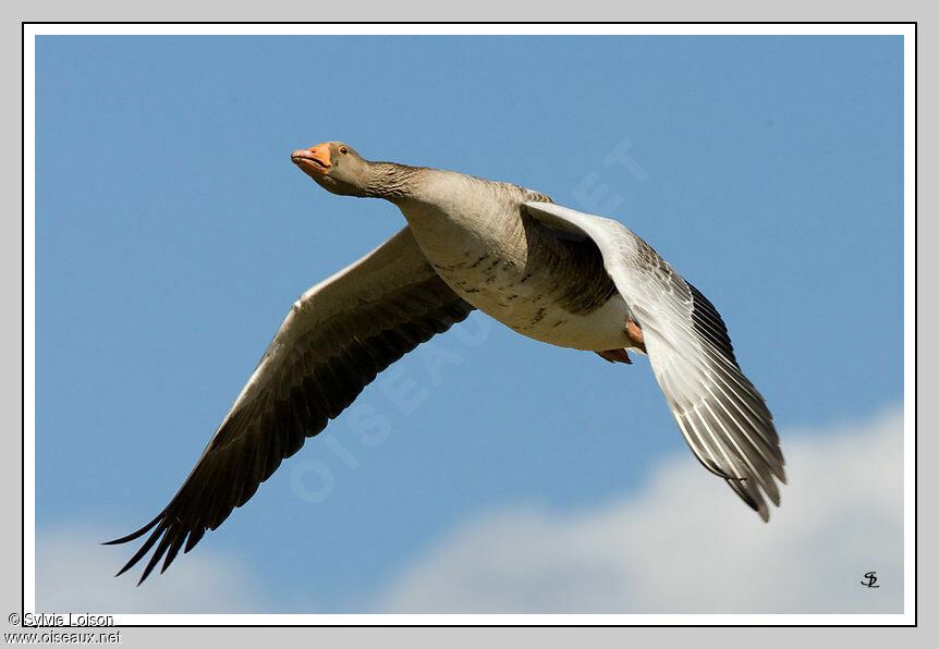 Greylag Goose