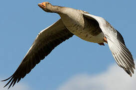 Greylag Goose