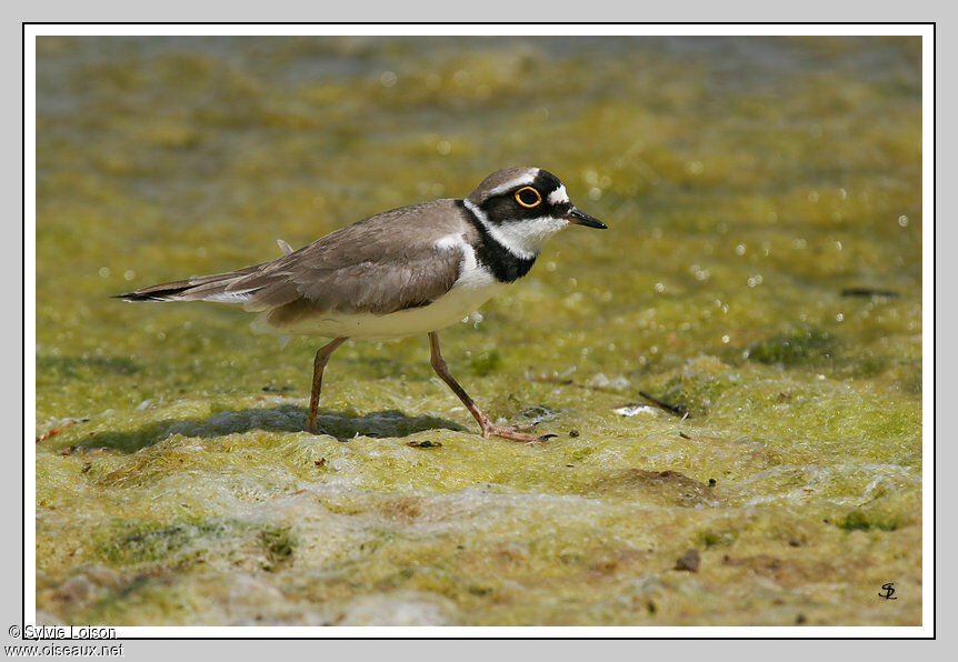 Little Ringed Plover