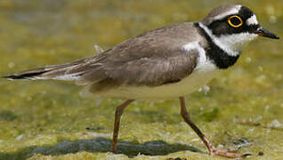 Little Ringed Plover