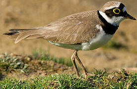 Little Ringed Plover