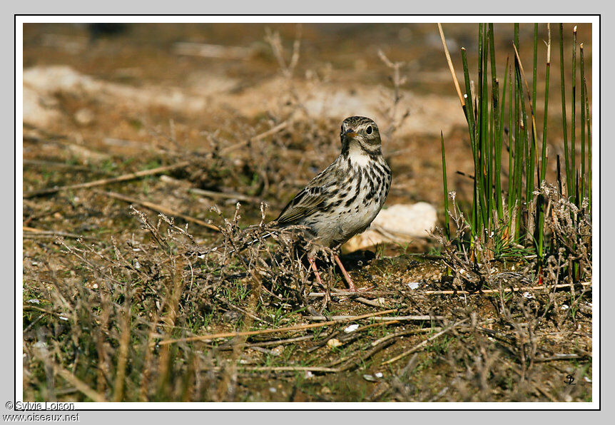 Pipit farlouse