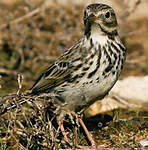 Pipit farlouse