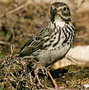 Meadow Pipit