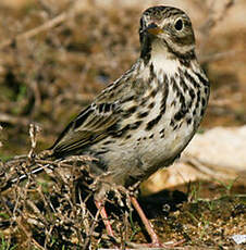 Pipit farlouse