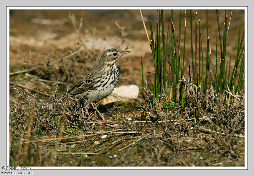 Pipit farlouse