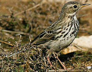 Pipit farlouse