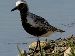 Grey Plover