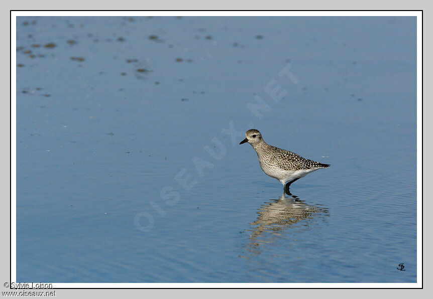 Grey Plover