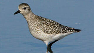 Grey Plover