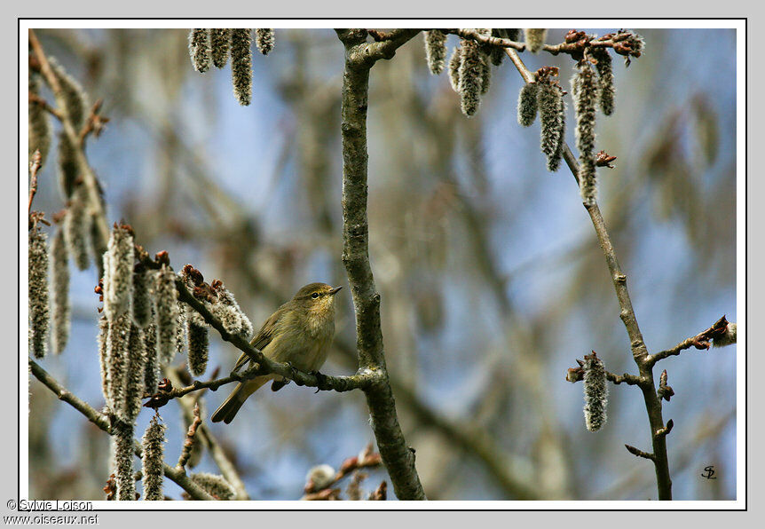 Common Chiffchaff