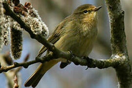 Common Chiffchaff