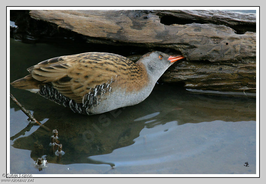 Water Rail