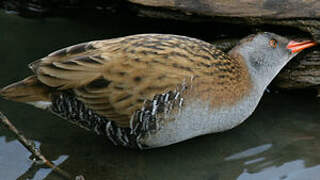 Water Rail