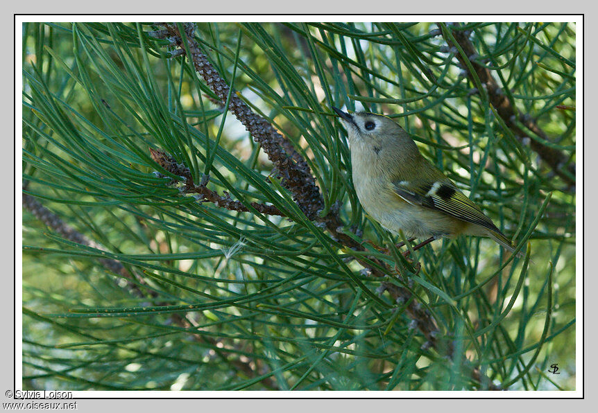 Goldcrest