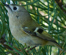 Goldcrest