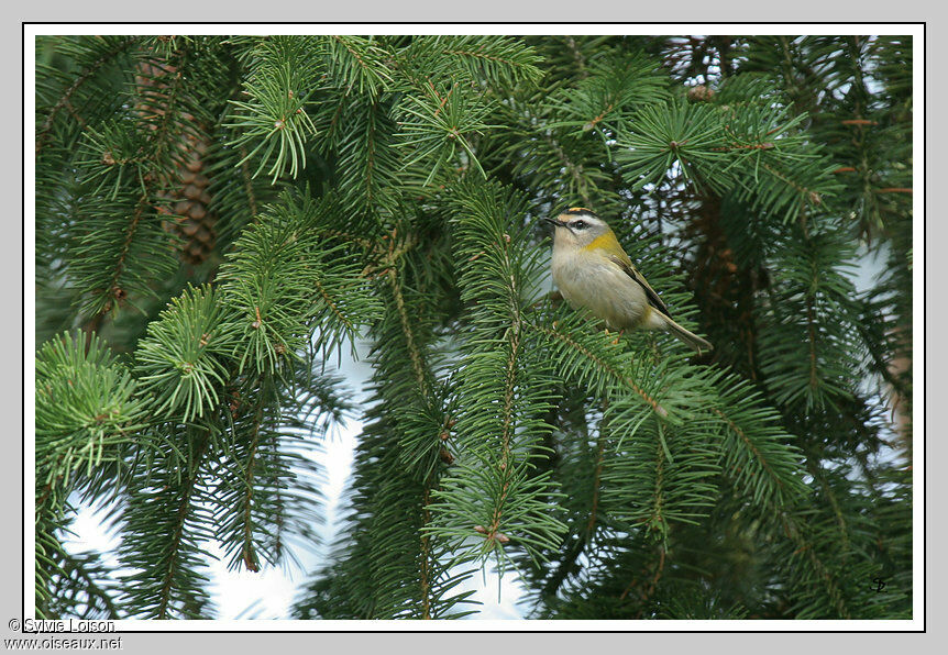 Common Firecrest