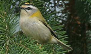 Common Firecrest