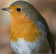 European Robin