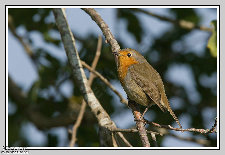 European Robin