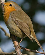 European Robin