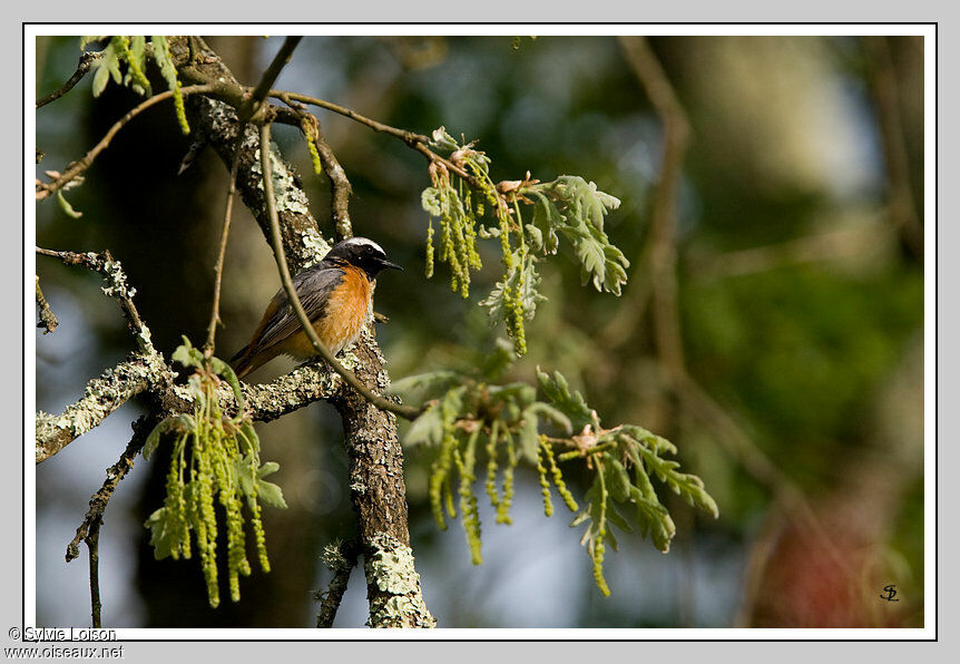 Common Redstart