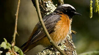 Common Redstart