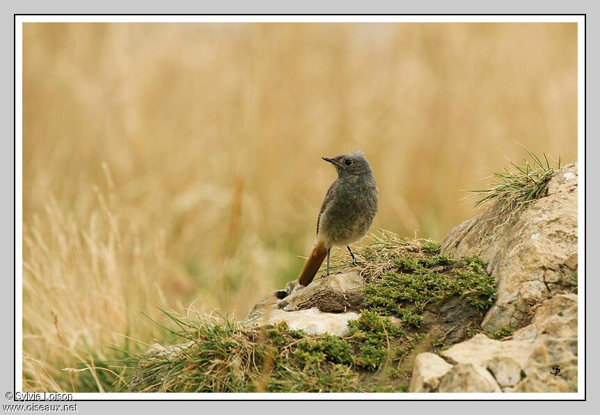 Black Redstart