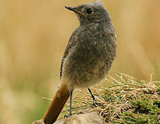 Black Redstart