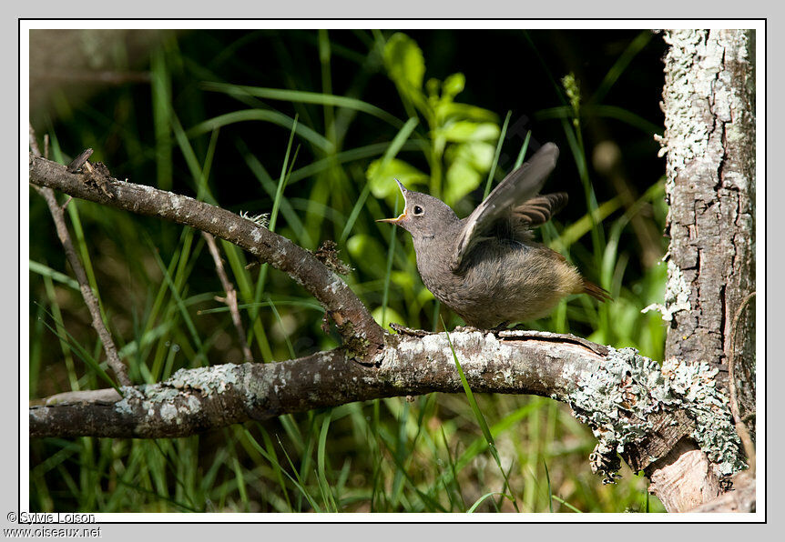 Black Redstartjuvenile