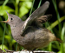 Black Redstart