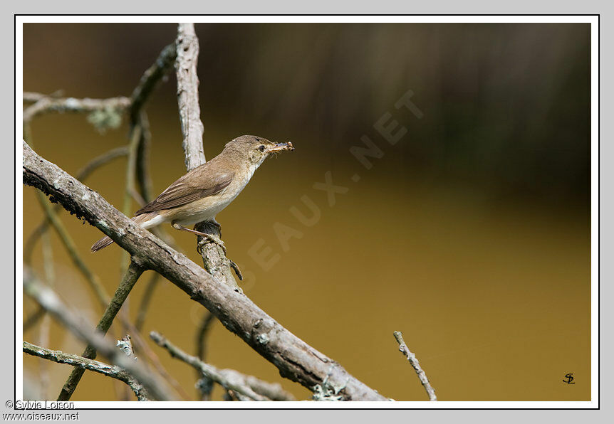 Eurasian Reed Warbler