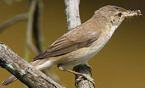 Eurasian Reed Warbler