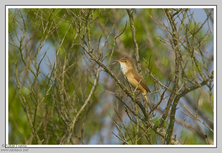 Eurasian Reed Warbler